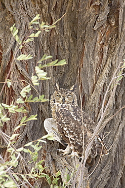 Spotted eagle owl (Bubo africanus), Kgalagadi Transfrontier Park, encompassing the former Kalahari Gemsbok National Park, South Africa, Africa