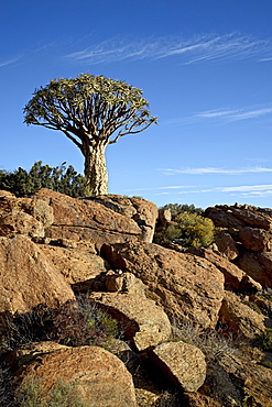 Quiver tree (kokerboom) (Aloe dichotoma), Springbok, South Africa, Africa