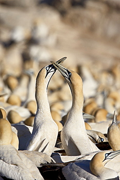 Cape gannet (Morus capensis) pair necking, Bird Island, Lambert's Bay, South Africa, Africa