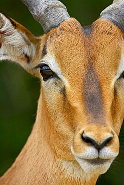 Male impala (Aepyceros melampus), Kruger National Park, South Africa, Africa