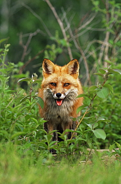 Red fox (Vulpes fulva), in captivity, Sandstone, Minnesota, United States of America, North America