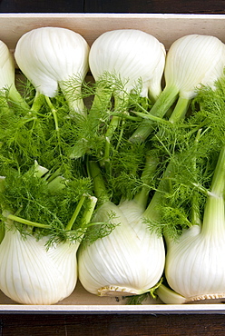 Fennel bulbs (Foeniculum vulgare)