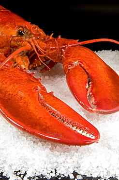 Lobster (Homarus americanus) in a salt bed