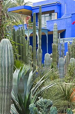 Jardin Majorelle, Marrakech, Morocco, North Africa, Africa