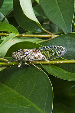 Cicada, Annual cicada, (Tibicen linnei)