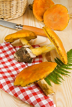 Caesar's mushrooms (Amanita caesarea), Italy, Europe