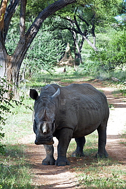 White rhinoceros (Ceratotherium simum), Namibia, Africa