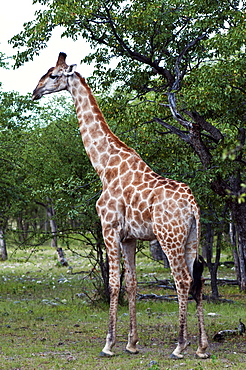 Giraffe (Giraffa camelopardalis), Namibia, Africa