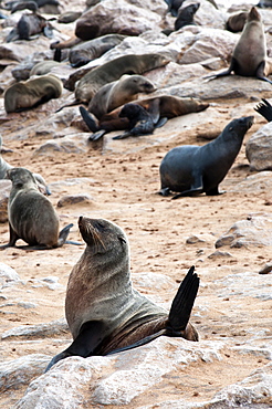 Cape Fur seals (Arctocephalus pusillus), Cape Cross, Skeleton Coast, Kaokoland, Kunene Region, Namibia, Africa