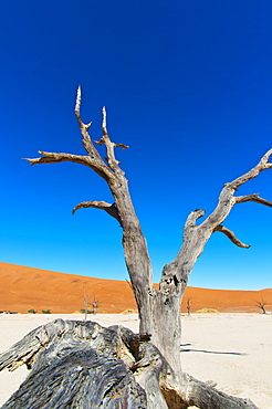 Sossusvlei, Namib Desert, Namib Naukluft Park, Namibia, Africa