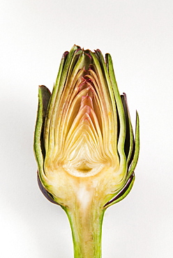 Half artichoke, Italy, Europe