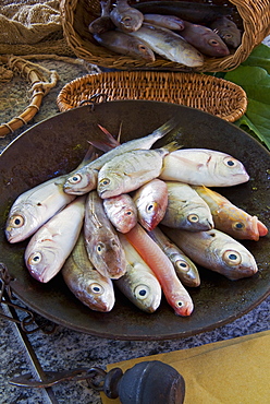 Steelyard balance containing Mediterranean reef fish including Salema porgy, goatfish, sea bream, tub gurnard, comber and red bandfish, Italy, Europe