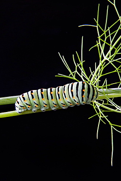 Papilio machaon larva, butterfly of the family Papilionidae, Italy, Europe