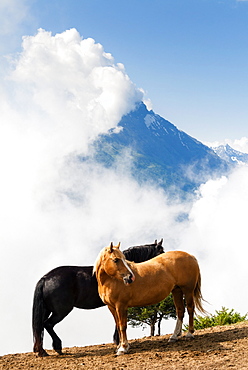 Horses and Grand Nomenon mountain, Aosta Valley, Italian Alps, Italy, Europe