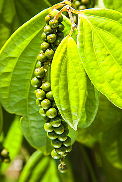 Pepper tree and pepper fruit, Sarawak, Malaysian Borneo, Malaysia, Southeast Asia, Asia,