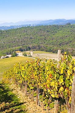 Vineyard, Strada in Chianti, Chianti area, Firenze province, Tuscany, Italy