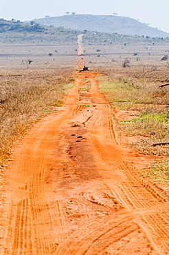 Track in the savannah, Taita Hills Wildlife Sanctuary, Kenya, East Africa, Africa