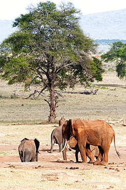 Elephants (Loxodonta africana), Taita Hills Wildlife Sanctuary, Kenya, East Africa, Africa