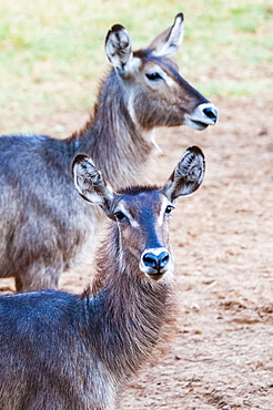 Two female waterbuck (Kobus ellipsiprymnus), Taita Hills Wildlife Sanctuary, Kenya, East Africa, Africa