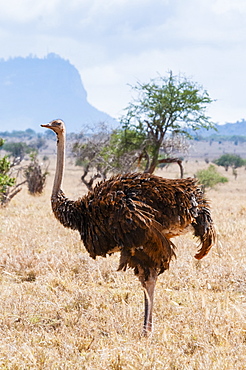 Common Ostrich female (Struthio camelus), Taita Hills Wildlife Sanctuary, Kenya, East Africa, Africa