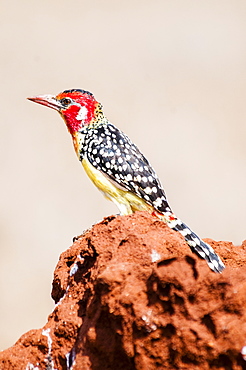 Male red-and-yellow barbet (Trachyphonus erythrocephalus), Taita Hills Wildlife Sanctuary, Kenya, East Africa, Africa