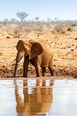 Female Elephant (Loxodonta africana), at waterhole, Tsavo East National Park, Kenya, East Africa, Africa