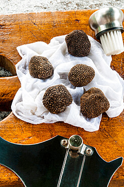 Summer truffles (Tuber aestivum) or Burgundy truffle (Tuber uncinatum), Tuscany, Italy, Europe