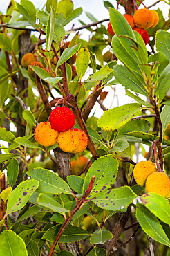 strawberry tree, Arbutus unedo, Orbetello, Province of Grosseto, Tuscany, Italy