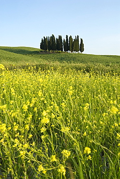 Countryside in Val d'Orcia, Siena, Tuscany, Italy, Europe