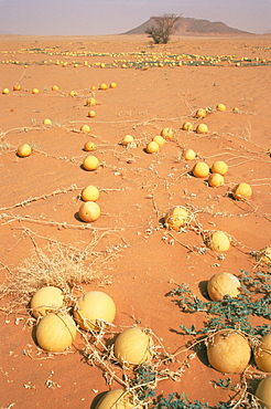 Desert pumpkins, Southwest Desert, Libya, North Africa, Africa