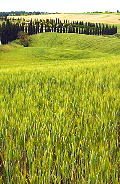 Crete Senesi area, Siena Province, Tuscany, Italy, Europe