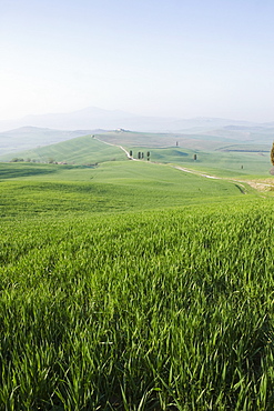 Corn fields near Pienza, Val D'Orcia, Tuscany, Italy, Europe