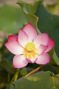 Lotus flower, Beijing, China, Asia