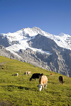 Jungfrau, Kleine Scheidegg, Bernese Oberland, Berne Canton, Switzerland, Europe