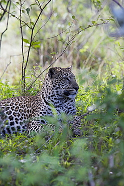 African leopard (Panthera pardus), Masai Mara National Reserve, Kenya, East Africa, Africa