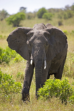 African elephant (Loxodonta africana), Masai Mara National Reserve, Kenya, East Africa, Africa