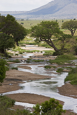 Masai Mara National Reserve, Kenya, East Africa, Africa