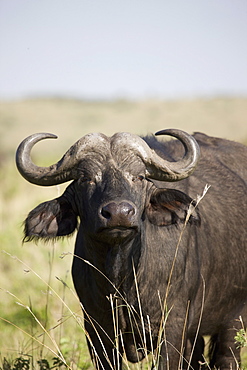 African buffalo (Syncerus caffer), Masai Mara National Reserve, Kenya, East Africa, Africa