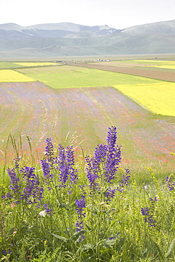 Highland of Castelluccio di Norcia, Norcia, Umbria, Italy, Europe