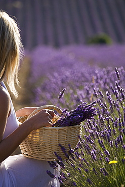 Woman in a lavender field, Provence, France, Europe