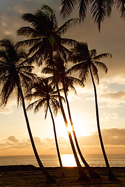 Palm trees at sunset, Dominican Republic, West Indies, Caribbean, Central America