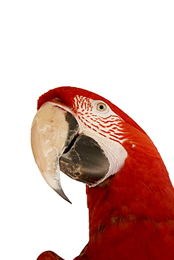 Macaw, South America