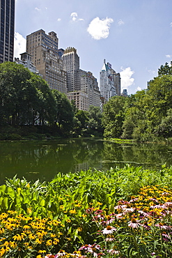 Summer flowers and The Pond, Central Park, Manhattan, New York, United States of America, North America