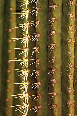 Detail of cactus in the garden of the Villa Majorelle, Marrakech, Morocco, North Africa, Africa 