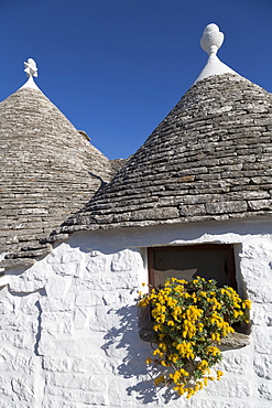 Traditional trullos (trulli) in Alberobello, UNESCO World Heritage Site, Puglia, Italy, Europe