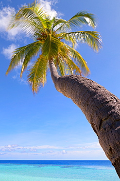 A palm tree leaning out to sea on an island in the Maldives, Indian Ocean, Asia