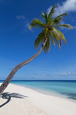 A palm tree leaning out to sea and a deserted beach on an island in the Northern Huvadhu Atoll, Maldives, Indian Ocean, Asia