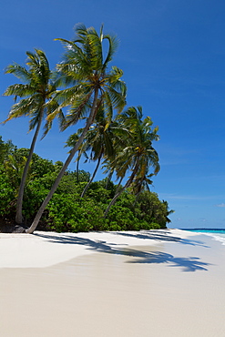 Palm trees on a beautiful deserted beach on an island in the Northern Huvadhu Atoll, Maldives, Indian Ocean, Asia