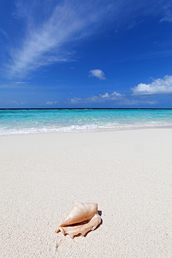 A shell washed up on a deserted beach on an island in the Maldives, Indian Ocean, Asia