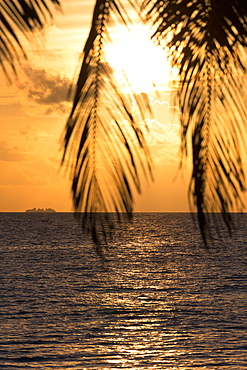 A tropical sunset through palm leaves on an island in the Maldives, Indian Ocean, Asia